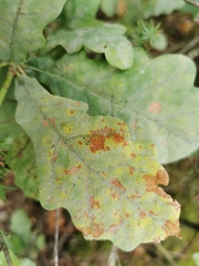 Erysiphe alphitoides