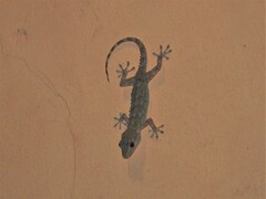 Tarentola mauritanica