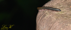 Myriapoda