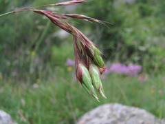 Aceria tenuis