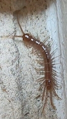Lithobius forficatus