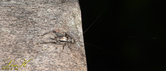 Svistella bifasciata