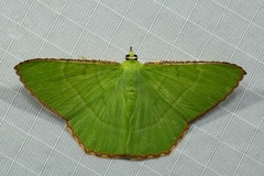 Ornithospila succincta