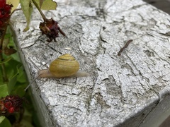 Cepaea