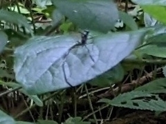 Pelecinus polyturator