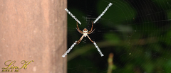 Argiope minuta