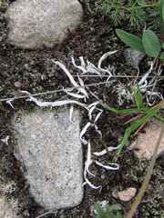 Thamnolia vermicularis