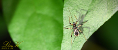 Harpactorini
