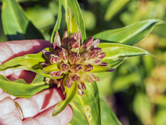 Gentiana cruciata cruciata