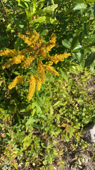 Solidago