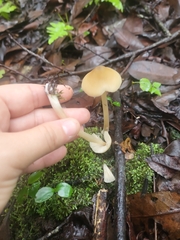 Entolomataceae