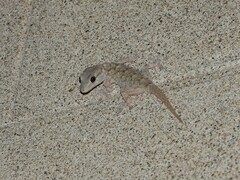 Tarentola mauritanica