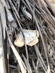 Truncospora ochroleuca