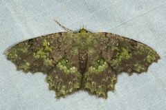 Paramaxates macrocerata
