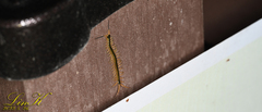 Scolopendra mutilans