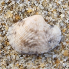 Tapetinae