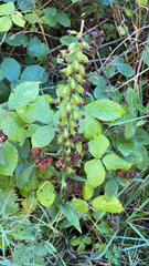 Epipactis helleborine