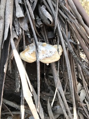 Truncospora ochroleuca