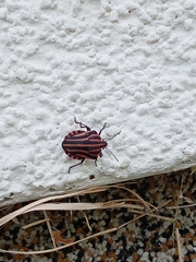 Graphosoma italicum italicum
