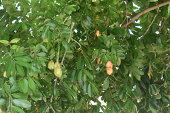 Blighia sapida