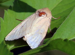 Helicoverpa zea