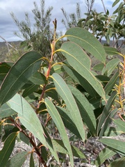 Eucalyptus luehmanniana