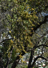 Lophostemon grandiflorus riparius