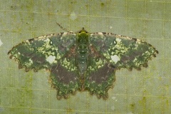 Paramaxates polygrapharia