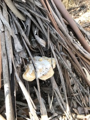 Truncospora ochroleuca