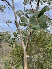 Eucalyptus luehmanniana