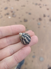 Austrocochlea porcata