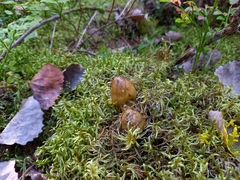 Tricholoma equestre