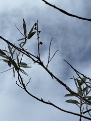Eucalyptus luehmanniana