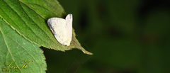 Ricania sublimata