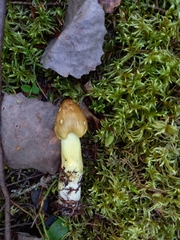 Tricholoma equestre