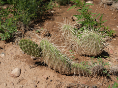 Opuntia polyacantha