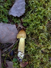 Tricholoma equestre