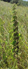 Urtica sondenii