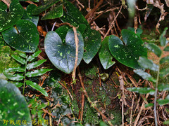 Asarum ampulliflorum