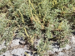 Ambrosia chamissonis