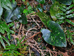 Asarum ampulliflorum