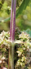 Urtica sondenii