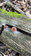 Mycena haematopus