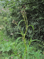 Microbotryum bosniacum