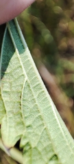 Urtica sondenii