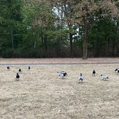 Branta leucopsis