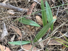 Cryptostylis subulata