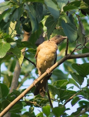 Turdus grayi