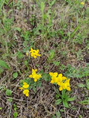 Lotus corniculatus