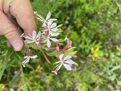 Oenothera gaura
